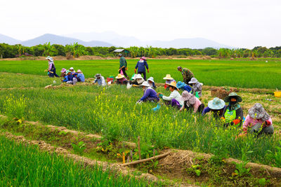 Scenic view of grassy field