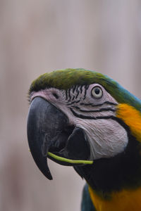 Close-up of a parrot