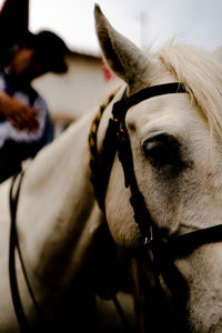 Portrait of a camargue horses and his gardian on the background, during the procession 