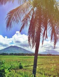 Scenic view of grassy field against cloudy sky