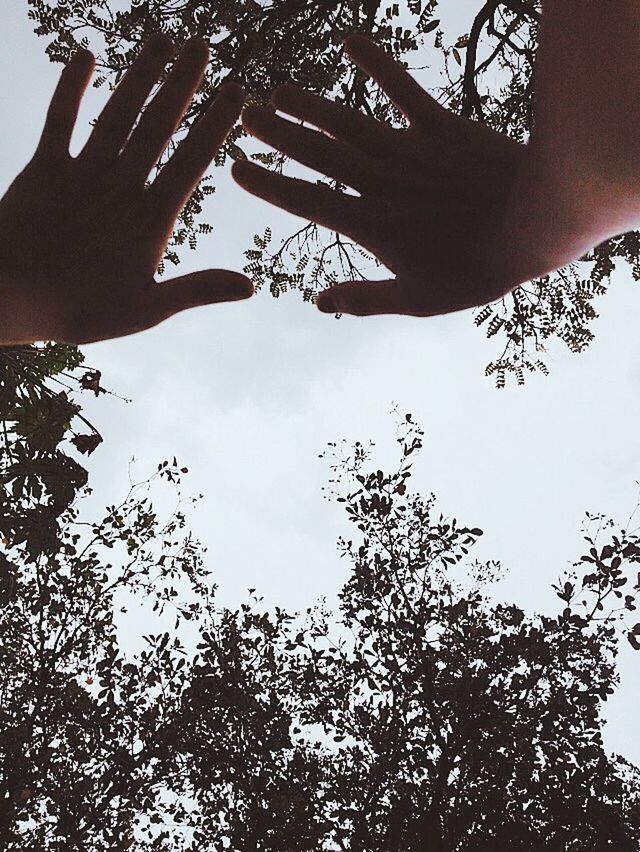 tree, low angle view, branch, sky, growth, part of, clear sky, nature, person, silhouette, cropped, day, tree trunk, outdoors, beauty in nature, tranquility, leaf