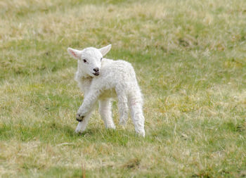 High angle view of lamb grooming on grassy field