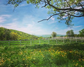 Scenic view of grassy field against sky