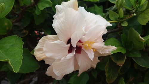 Close-up of white flowers blooming outdoors