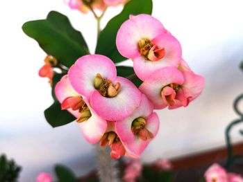 Close-up of pink cherry blossom