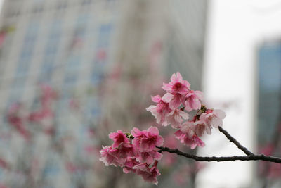 Close-up of pink flowers blooming outdoors