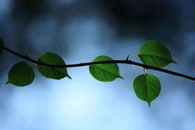 Low angle view of leaves on plant