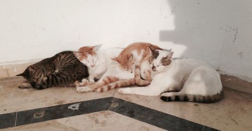 Cats lying down on tiled floor