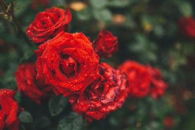 Close-up of wet red rose blooming outdoors