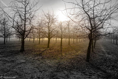 Bare trees on field against sky