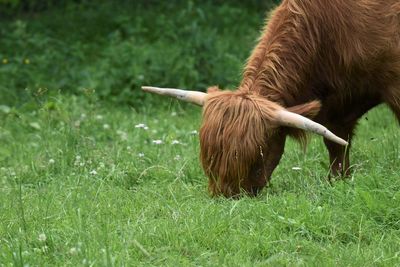 Scottish highland cattle grazing on a field 