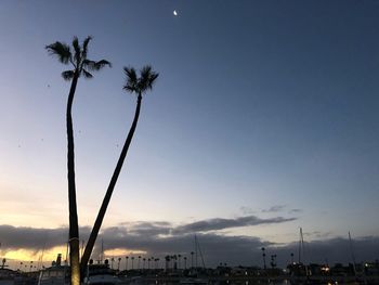 Low angle view of palm trees against sky