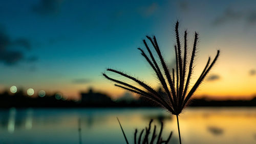 Close-up of silhouette plant against sky during sunset