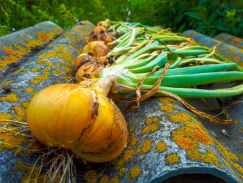 Close-up of pumpkins