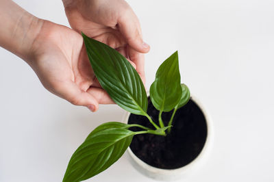 Midsection of person holding leaves against white background