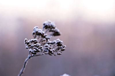 Close-up of flower against blurred background