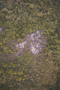 High angle view of trees on landscape