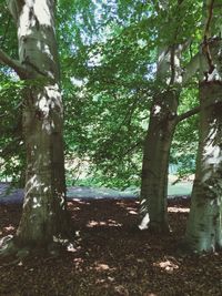 Trees in forest