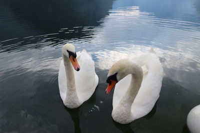 Swan floating on lake