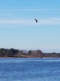 Bird flying over sea against clear sky