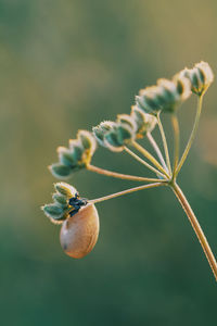 Close-up of berry growing on plant