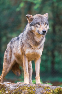 animal