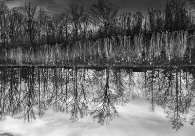 Reflection of trees in lake against sky