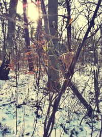 Bare trees in forest