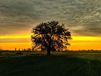 Tree on field against sky during sunset