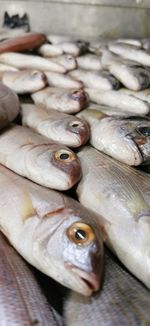 High angle view of fish for sale in market