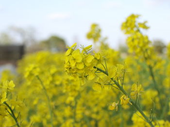 Close-up of yellow flowering plant