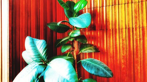 Close-up of plant against window