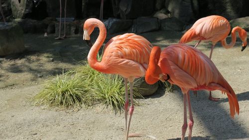 Side view of flamingoes