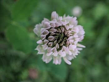 Close-up of insect on white flowering plant