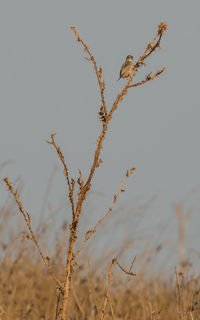 Close-up of dry plant on field against sky