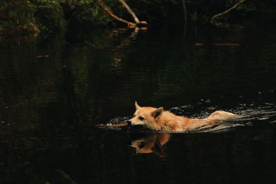 Dog in a lake