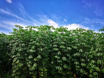 Low angle view of trees against sky