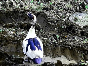 High angle view of bird on rock by lake