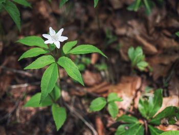 Close-up of white flower growing on field