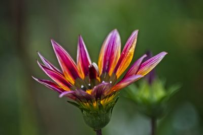Close-up of pink flower