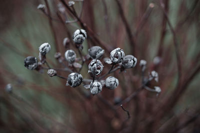 Close-up of berries growing on plant