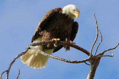 Low angle view of eagle perching on branch against sky