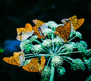 Butterfly flower