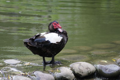 High angle view of bird on rock by lake