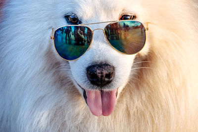 Close-up portrait of dog