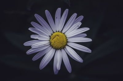 Close-up of purple flower against black background