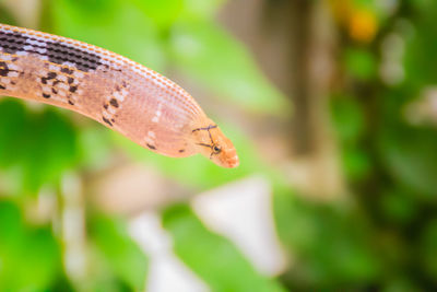 Close-up of insect on leaf