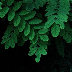 High angle view of raindrops on leaves