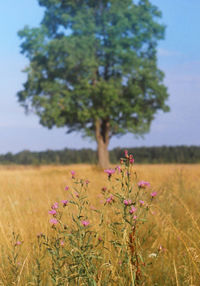 Close-up of flowering plants on field