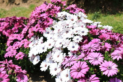 Close-up of pink flowering plant in garden
